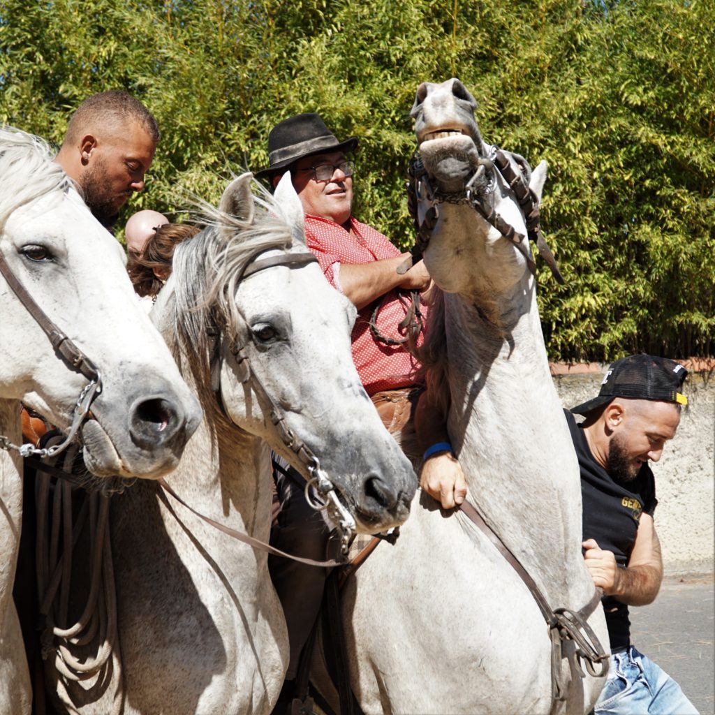 Abrivado manade Cayzac