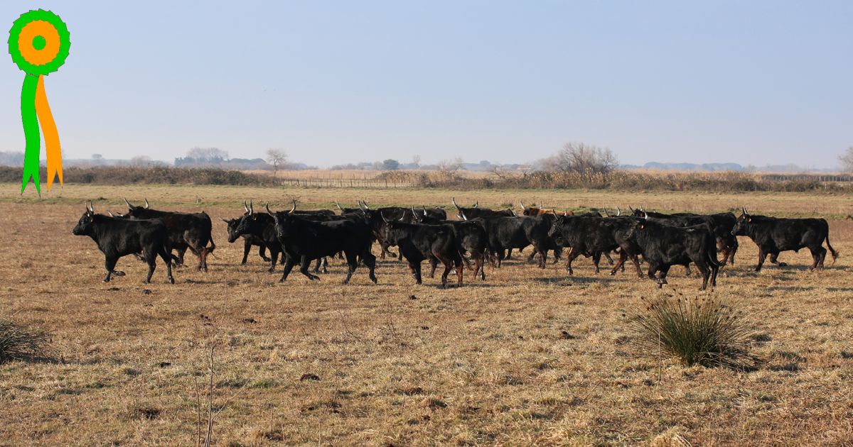 Les cocardiers au mas des Iscles