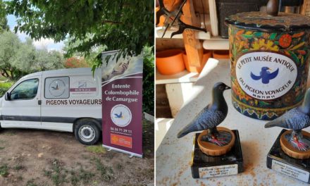 C’est la rentrée à l’Entente Colombophile de Camargue