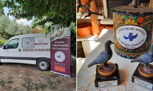 C’est la rentrée à l’Entente Colombophile de Camargue