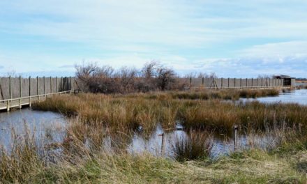 Sorties de septembre en Camargue Gardoise