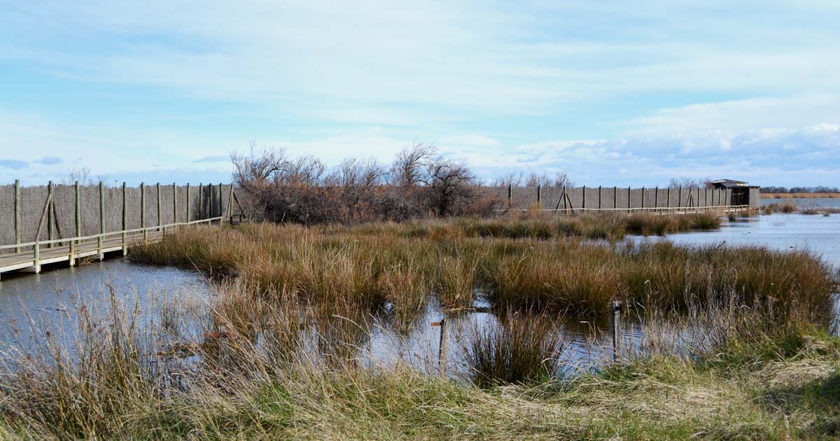 Sorties de septembre en Camargue Gardoise