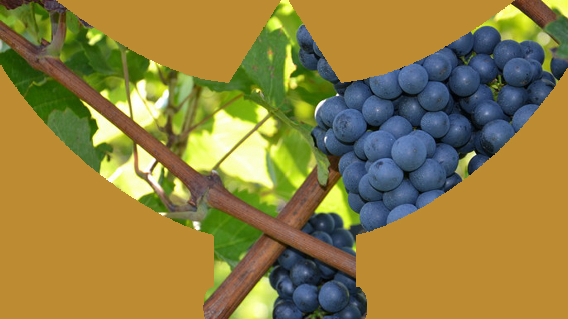 Ce dimanche, Finale du 20e trophée des vignerons