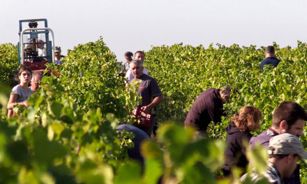 Gallician : Une journée de récolte à l’ancienne