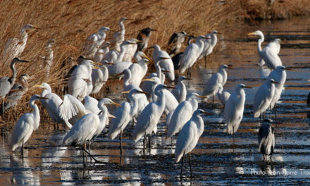 Camargue Gardoise : Sorties Nature de l’automne