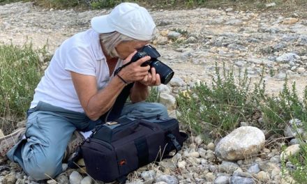 Les papillons et insectes de nos jardins au centre culturel