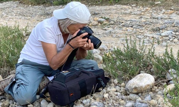 Les papillons et insectes de nos jardins au centre culturel