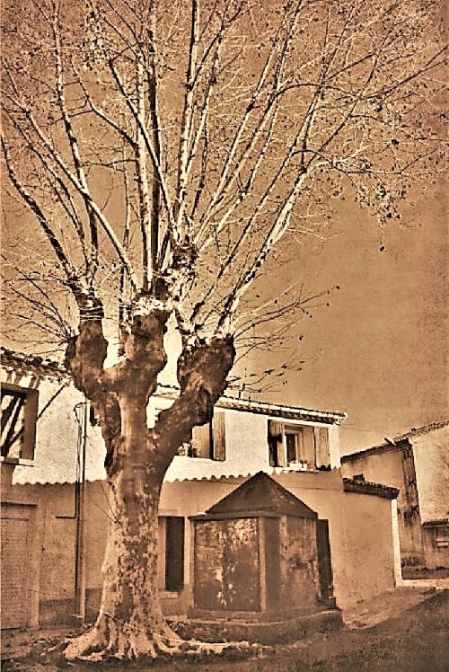 Platane de la Fontaine