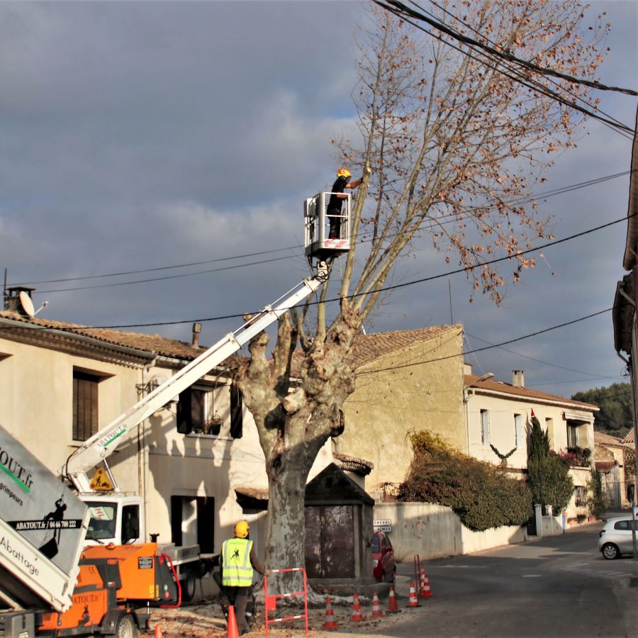 Le Platane abattu