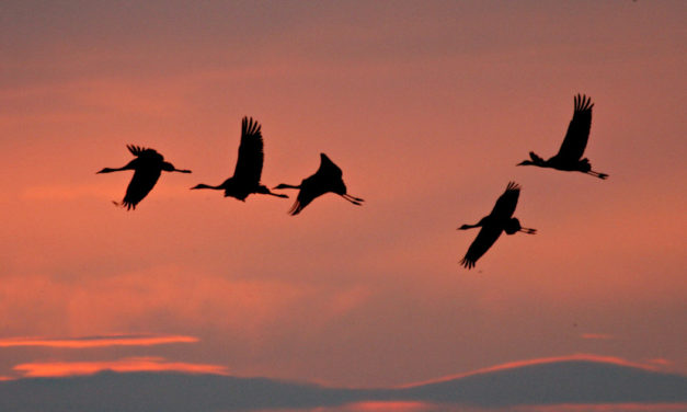 Camargue Gardoise : Sorties nature de l’hiver