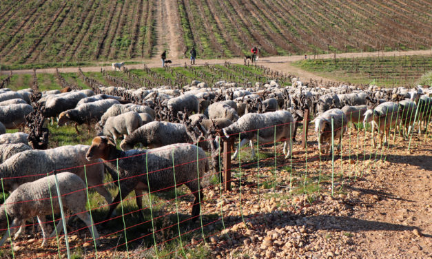 Pâturage hivernal avec Jimmy, le berger, et ses 350 moutons