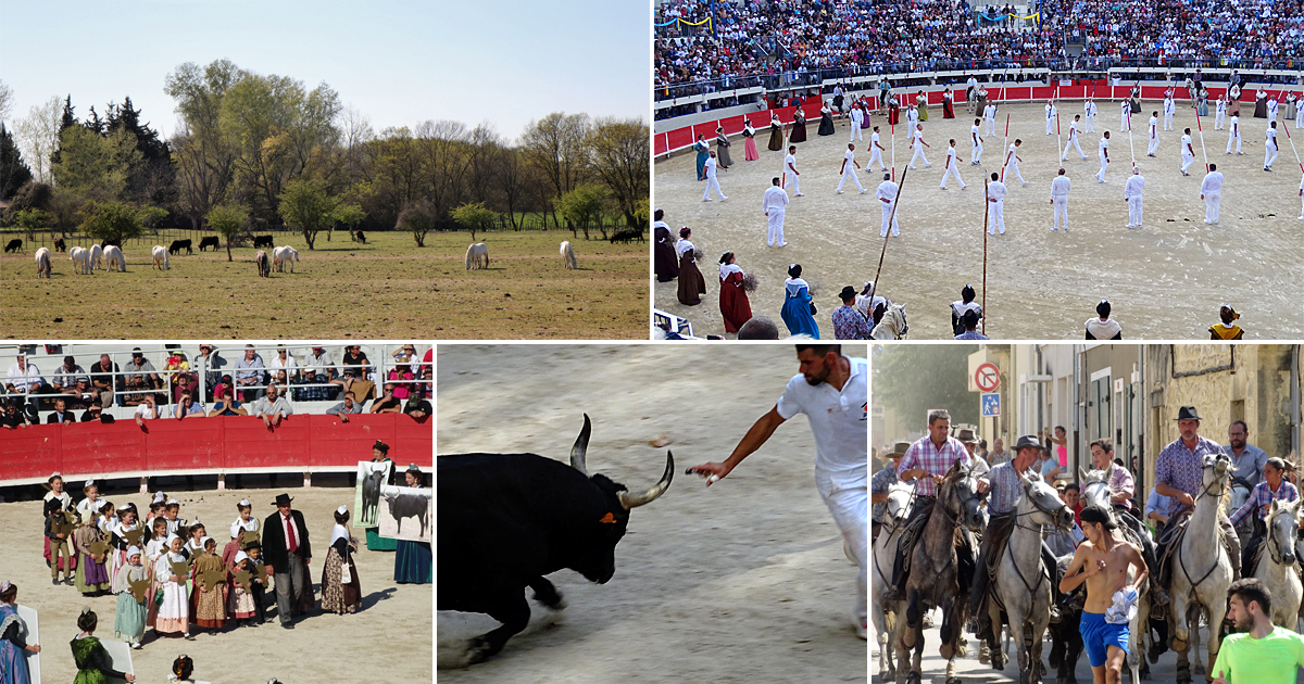 Inscription des traditions taurines à l’Unesco