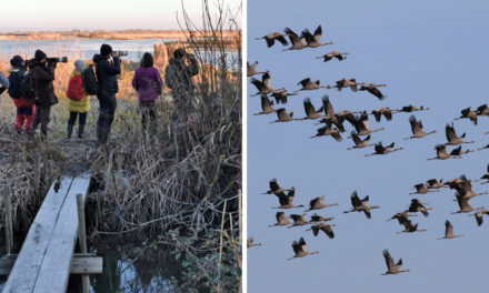 Les grues vont repartir dans leur lieu de reproduction