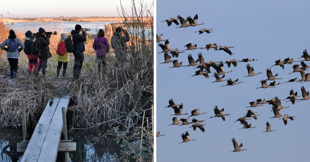 Les grues vont repartir dans leur lieu de reproduction