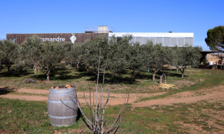 Le domaine viticole du Scamandre à Vauvert, pilote en agroforesterie