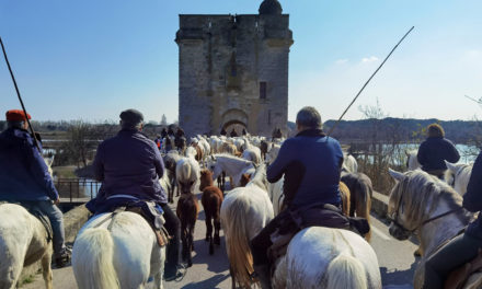 Au cœur de la transhumance des juments poulinières