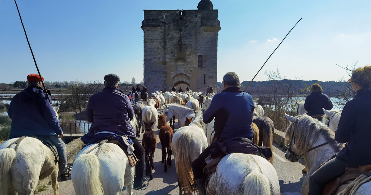 Au cœur de la transhumance des juments poulinières