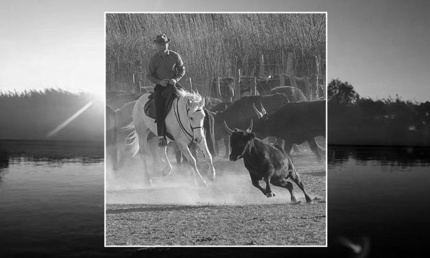 Camagri 2022 : Yannick Bouterin remporte le Trophée Crin Blanc