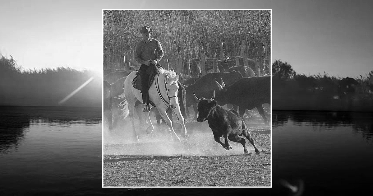 Camagri 2022 : Yannick Bouterin remporte le Trophée Crin Blanc