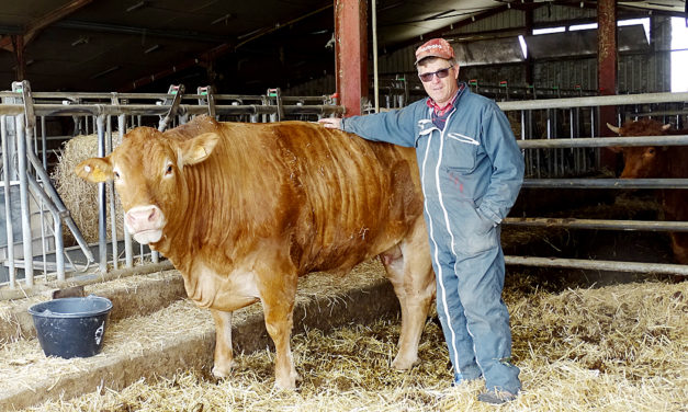 L’exploitation bovine aimarguoise Clos Saint-Jean a reçu un prix d’excellence