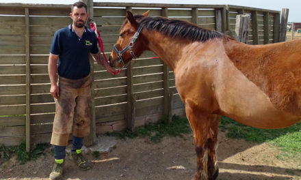 Maréchal-ferrant : un métier exigeant mais aussi une passion