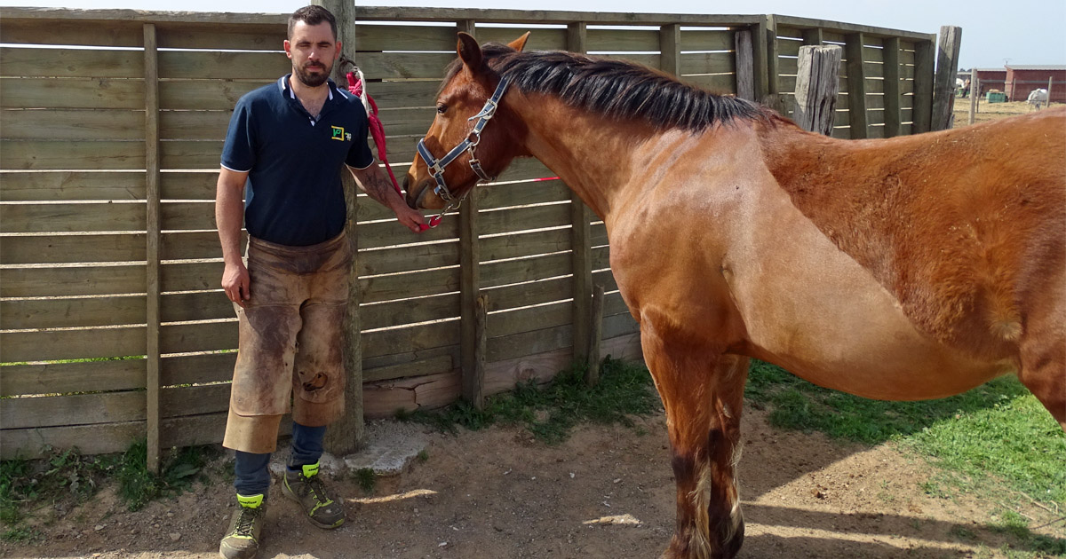 Maréchal-ferrant : un métier exigeant mais aussi une passion