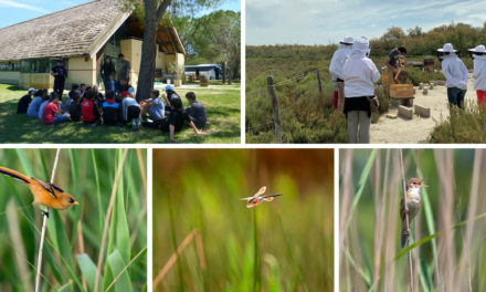 Scamandre : Sorties nature du printemps