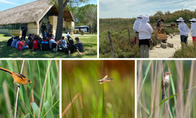 Scamandre : Sorties nature du printemps