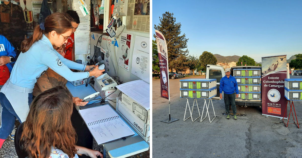 Les jeunes colombophiles de Camargue se distinguent