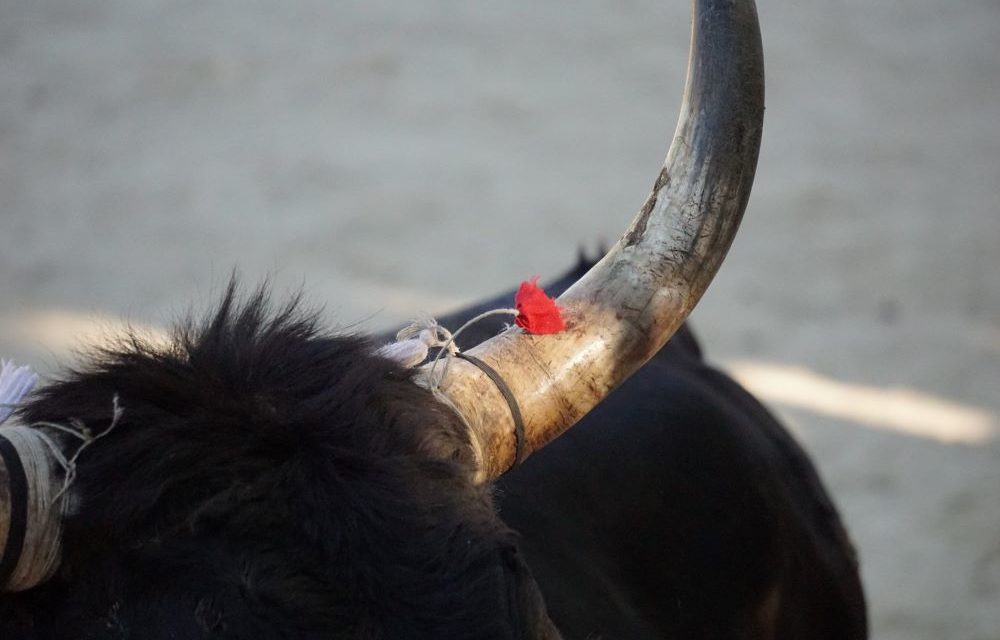 Courses camarguaises pour le 52ème anniversaire de Lou Cosaque à Beauvoisin
