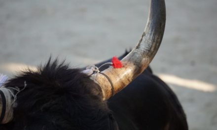 Courses camarguaises pour le 52ème anniversaire de Lou Cosaque à Beauvoisin