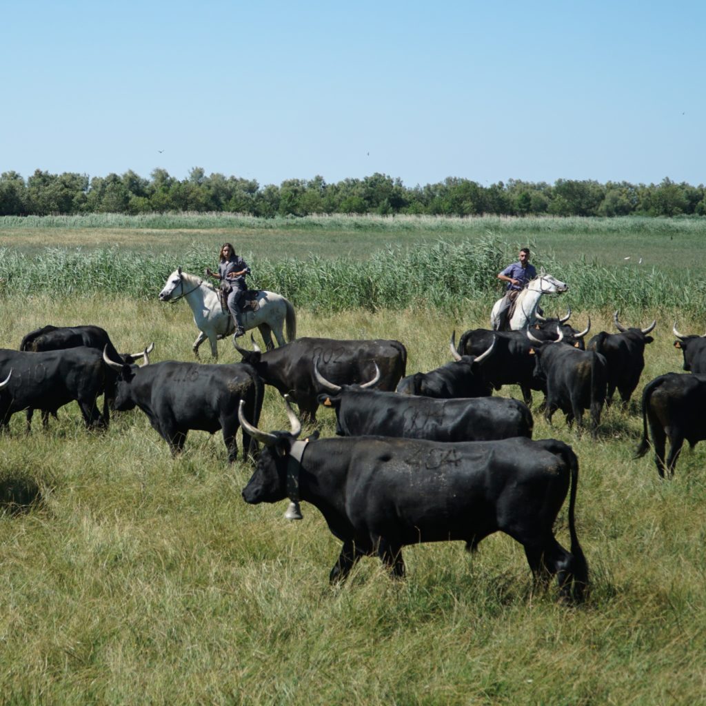 Journée en Pays manade Martini