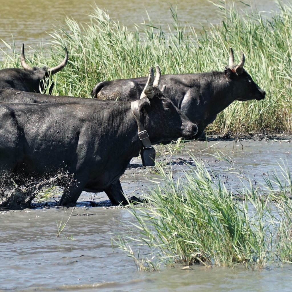 Journée en Pays manade Martini