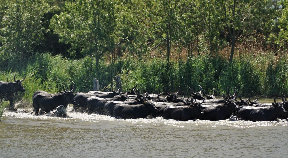 Gase à la manade Martini