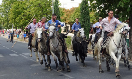 L’abrivado de la Costière attire toujours autant