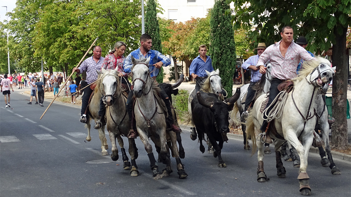 L’abrivado de la Costière attire toujours autant