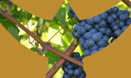 La finale du Trophée des Vignerons ce week-end à Vauvert