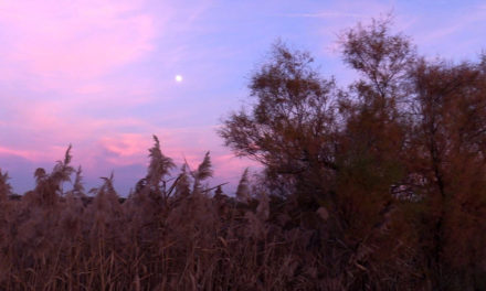 Camargue Gardoise : Sorties Nature de l’automne 2022