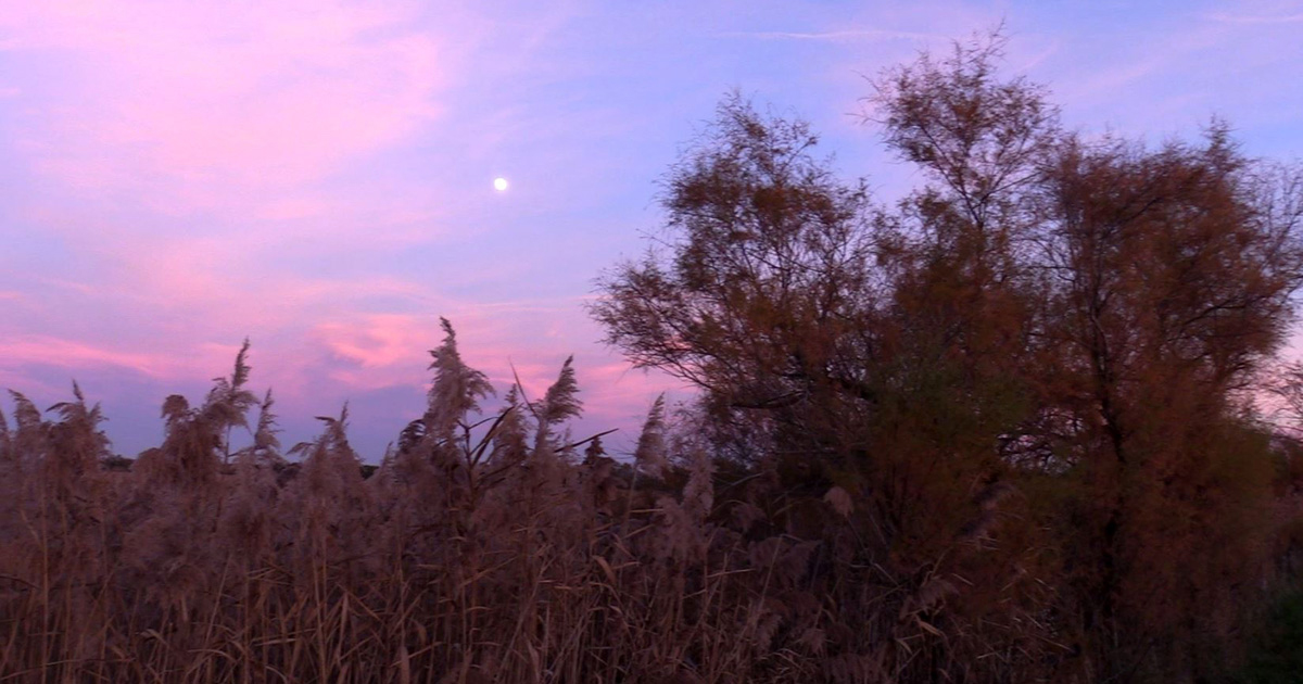 Camargue Gardoise : Sorties Nature de l’automne 2022