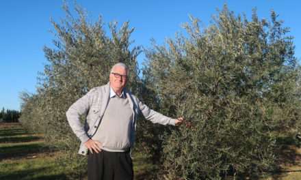 Gallician : Les chocs climatiques ont eu un effet sur le rendement des olives selon l’agronome et moulinier Loïc Lossois