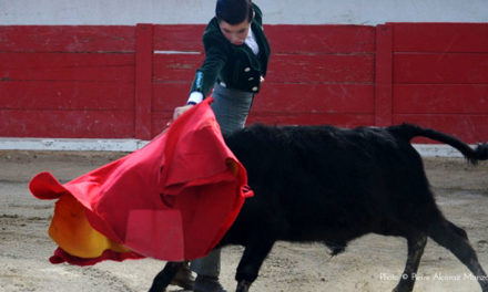 Le club taurin El Campo organise sa traditionnelle capea d’automne