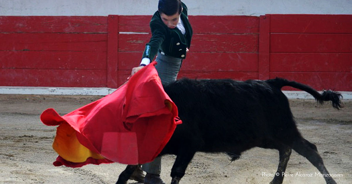 Le club taurin El Campo organise sa traditionnelle capea d’automne