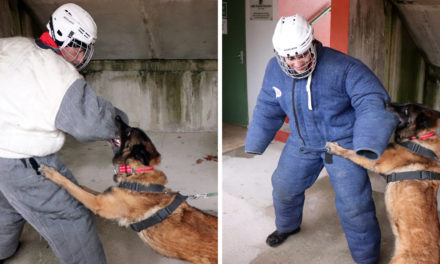 Formation sur les chiens agressifs avec l’Unité d’intervention animalière