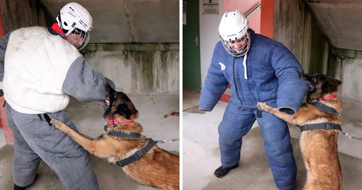 Formation sur les chiens agressifs avec l’Unité d’intervention animalière