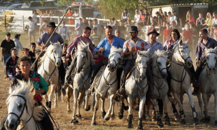 PETR Vidourle Camargue : L’action « manades je vous aimeuuuh ! » est plébiscitée par les gens de bouvine