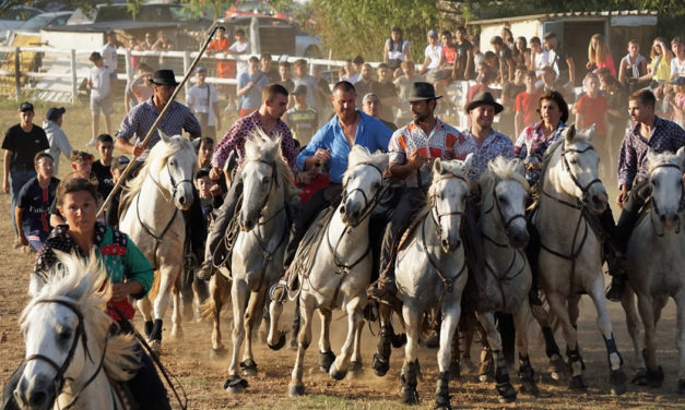 PETR Vidourle Camargue : L’action « manades je vous aimeuuuh ! » est plébiscitée par les gens de bouvine
