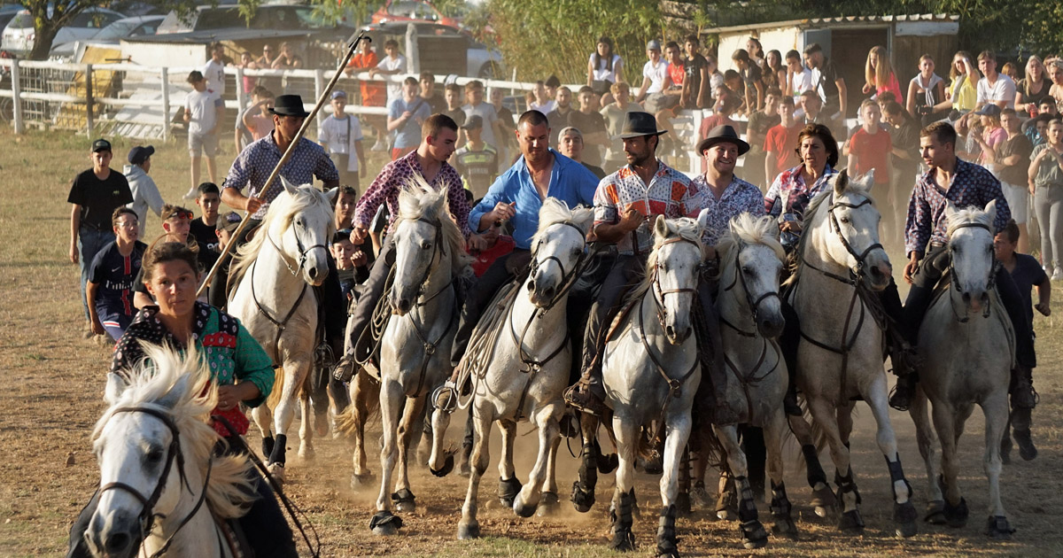 PETR Vidourle Camargue : L’action « manades je vous aimeuuuh ! » est plébiscitée par les gens de bouvine