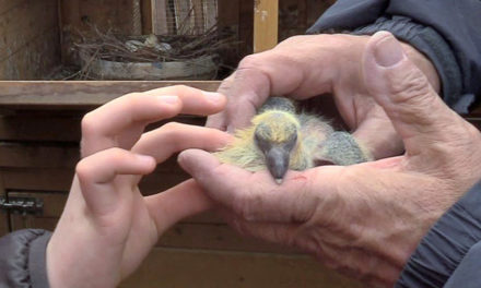 Premières naissances et élevage des « hâtifs » au colombier cailaren