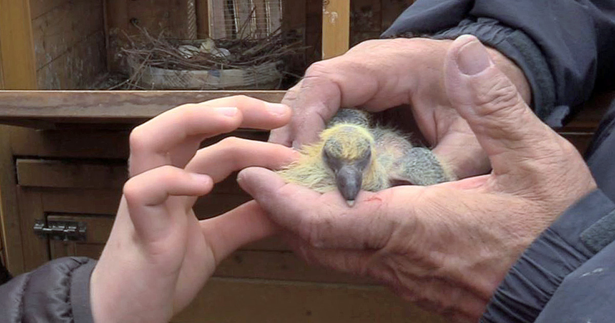 Premières naissances et élevage des « hâtifs » au colombier cailaren