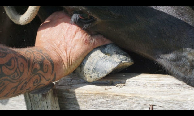 Soirée  Ciné Bouvine à la Manade de Franquevaux